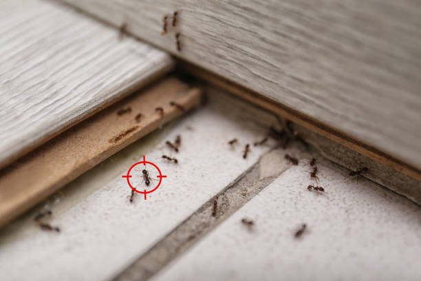 Best Cockroach Control Services  in Lebanon, TN