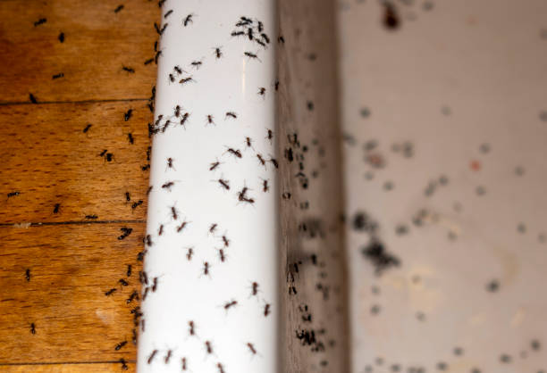 Wildlife Control Services in Lebanon, TN